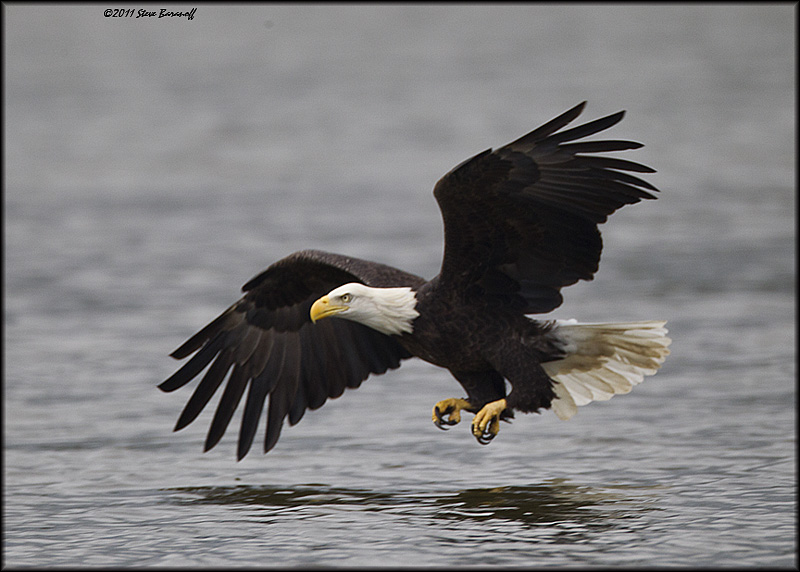 _1SB0770 bald eagle.jpg